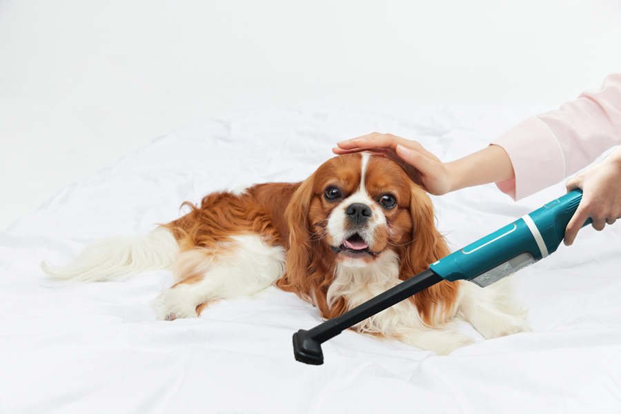 Best Handheld Vacuum for Pet Hair